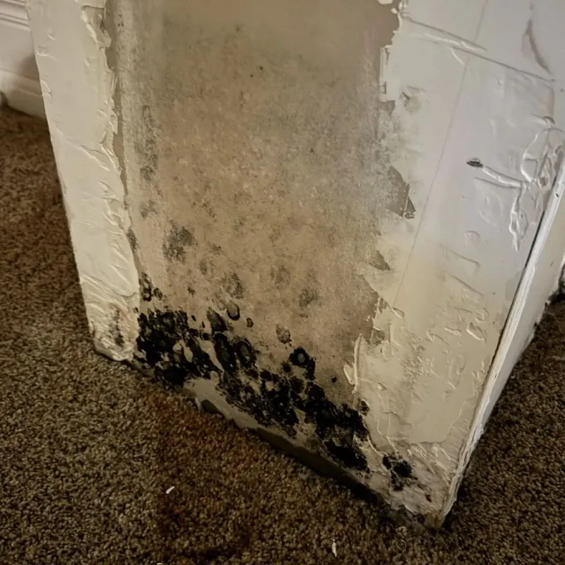 Professional Mold Removal in Ness City, KS